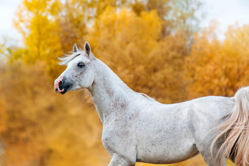 Beautiful expressive portrait of a white stallion Arabian porody.Loshad in motion on the background of golden yellow foliage in the fall.