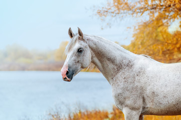 Obraz na płótnie Canvas Beautiful expressive portrait of a white stallion Arabian porody.Loshad stands on a background of blue lake
