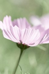 Pink Cosmos Flower (close up)

