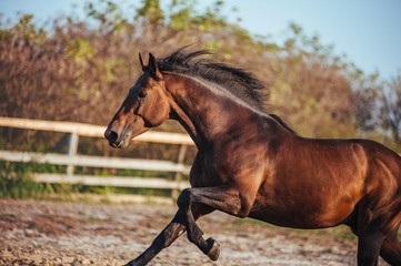 Portrait of beautiful bay stallion in the sky in the fence. Horse galloping in paddock