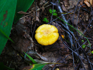 Chanterelle