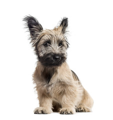 Skye Terrier dog sitting isolated on white