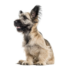 Side view of a Skye Terrier dog isolated on white
