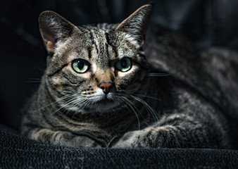 Gato alerta