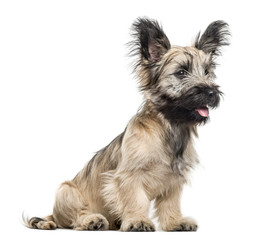 Skye Terrier dog sitting and looking away isolated on white