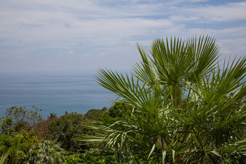 Fototapeta na wymiar Palm tree on background of the sea