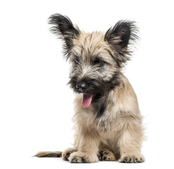 Skye Terrier sitting