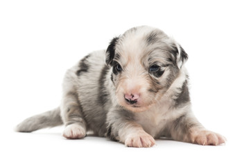 21 days old crossbreed puppy isolated on white
