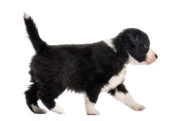 Side view of a crossbreed puppy walking isolated on white