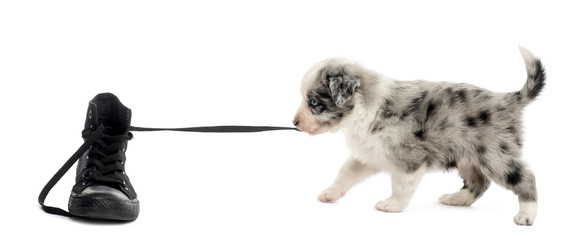 Crossbreed puppy playing with a shoe isolated on white