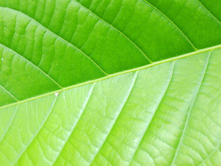Fototapeta na wymiar closeup detail of leave plant in garden nature background green background