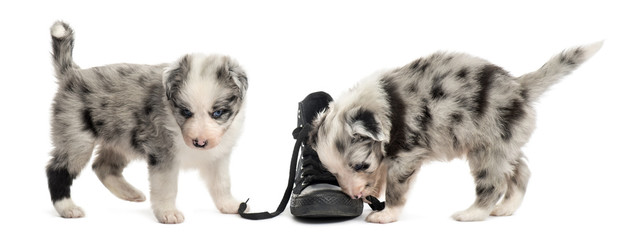 Obraz premium Crossbreed puppies playing with a shoe isolated on white