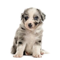 Front view of a crossbreed puppy sitting isolated on white