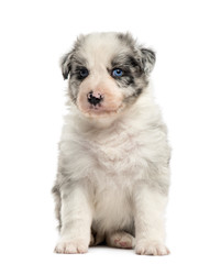 Front view of a crossbreed puppy sitting isolated on white
