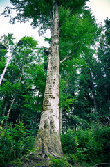Tree trunk, old green, vertical photo