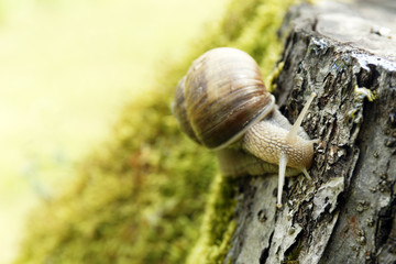 A common garden snail climbing on a stump.
