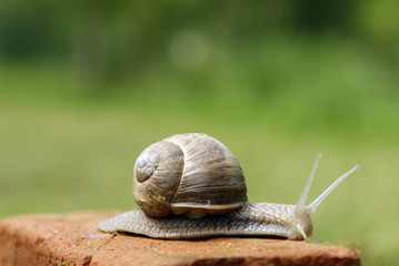 Slow snail moving along a brick