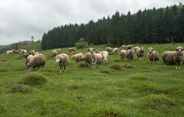 Sheep grazing on a meadow