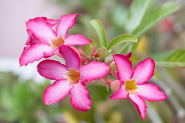Desert Rose pink in the morning