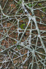 Ruin of abandoned building covered with roots on Ross Island. An