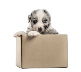 Crossbreed puppy getting out of a box isolated on white