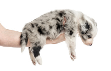 Hand holding a crossbreed puppy isolated on white