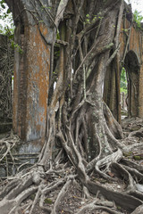Ruin of abandoned building covered with roots on Ross Island. An