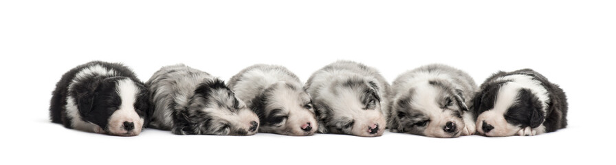 Group of crossbreed puppies sleeping isolated on white