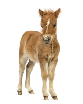Fototapeta Front view of a young poney, foal against white background