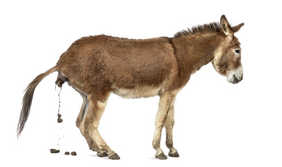 Side view of a Provence donkey defecating isolated on white