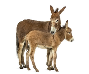 Fototapeta premium Mother provence donkey and her foal isolated on white