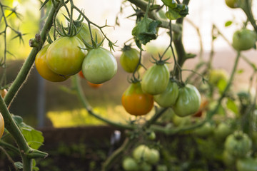 Tomato plant with fresh green tomatoes in the greenhouse