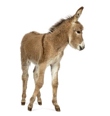 Side view of a Provence donkey foal isolated on white