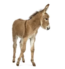 Papier Peint photo Lavable Âne Side view of a Provence donkey foal isolated on white