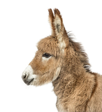 Close-up of Provence donkey foal isolated on white