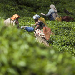 Woman picking tea leaves in a tea plantation, Munnar, India