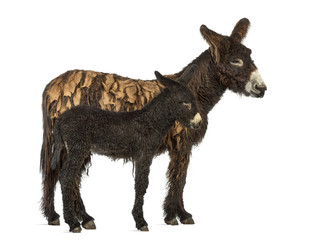 Donkey and her foal, baudet du poitoux isolated on white