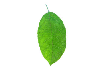 leaf of apple isolated on white background with clipping path