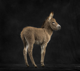 Rear view of a provence donkey foal against black background