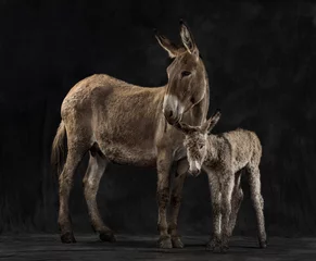 Papier Peint photo Âne Mother provence donkey and her foal against black background
