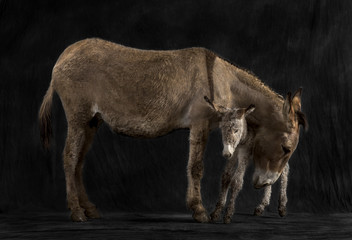 Fototapeta na wymiar Mother provence donkey and her foal against black background