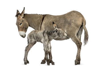 Mother provence donkey and her foal feeding isolated on white