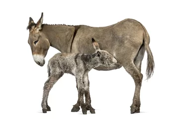 Tableaux ronds sur aluminium brossé Âne Mother provence donkey and her foal feeding isolated on white