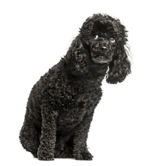 Poodle, sitting and looking up scared, isolated on white