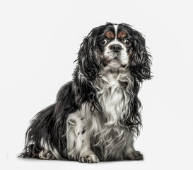 Cavalier King Charles Spaniel, 5 years old, isolated on white