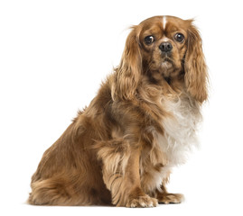 Cavalier King Charles Spaniel, isolated on white