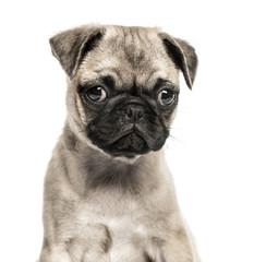 Close-up of Pug puppy, 3 months old, isolated on white