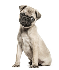 Pug puppy, 3 months old, isolated on white