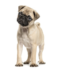Obraz premium Pug puppy, 3 months old, isolated on white