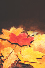 Autumn Fall background with colorful golden   leaves with copy s